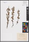 Foto von Salix aurita L. x Salix repens L.